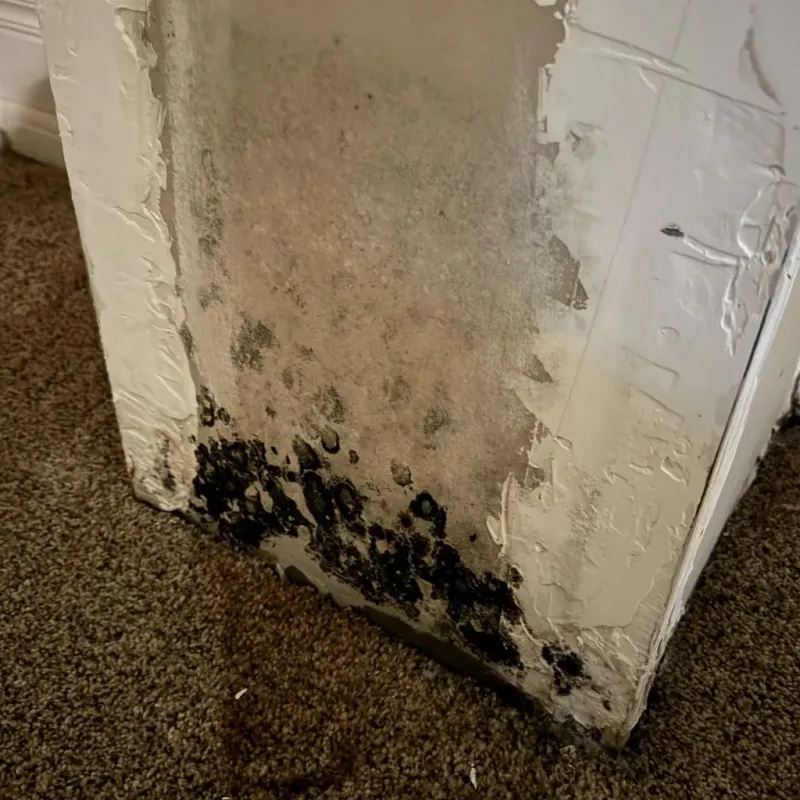 Professional Mold Removal in Danielsville, GA